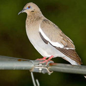 White-winged Dove